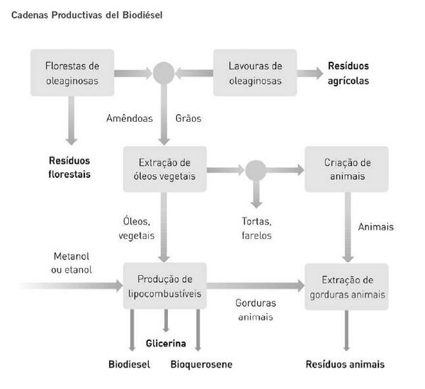 Cadenas productivas del biodiésel.JPG